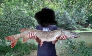 Northern Pike