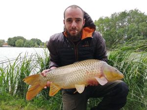 Common Carp