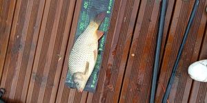 Common Carp