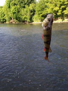 European Perch
