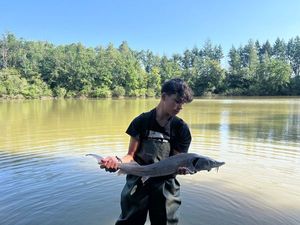 Sturgeon