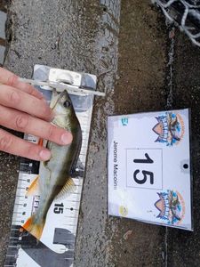 European Perch