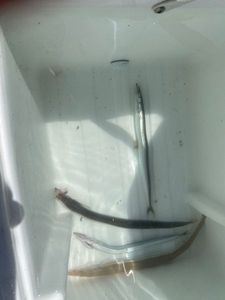Northern Sand Lance