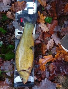 Tench