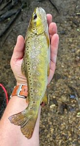 Brown Trout