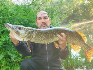 Northern Pike
