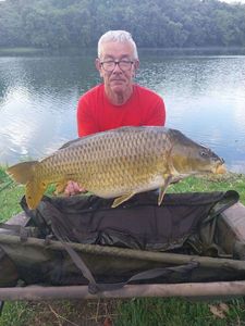 Common Carp