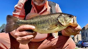 Largemouth Bass