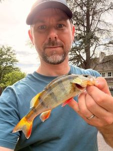 European Perch