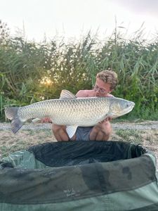 Grass Carp