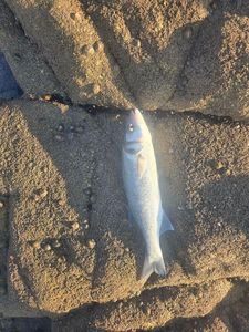 European Bass (Seabass)