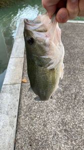 Largemouth Bass