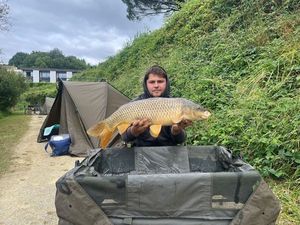 Common Carp