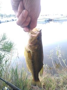 Largemouth Bass