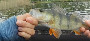 European Perch