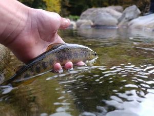 Brown Trout