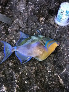 Redtoothed Triggerfish