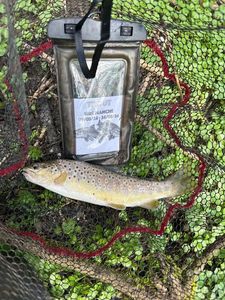 Brown Trout