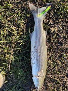 Thicklip Grey Mullet