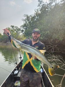 Bicuda