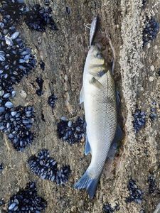 European Bass (Seabass)