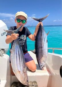 Pacific Bonito