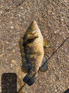 Ballan Wrasse
