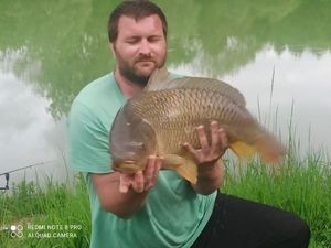 Common Carp