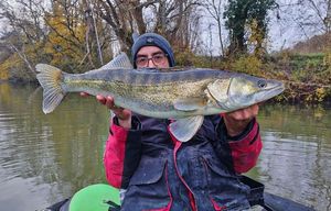 Zander