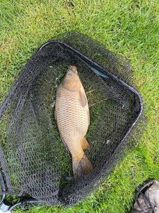Crucian Carp