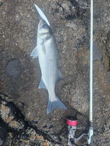 European Bass (Seabass)
