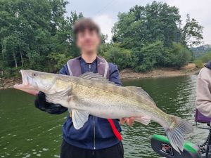 Zander