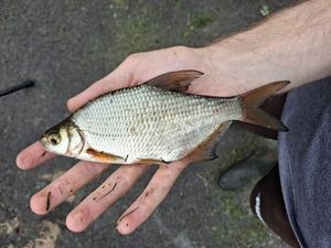 White bream