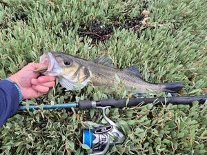 European Bass (Seabass)