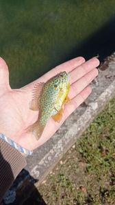 Green Sunfish