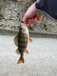 European Perch