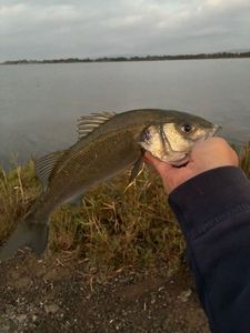 European Bass (Seabass)