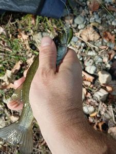 Largemouth Bass