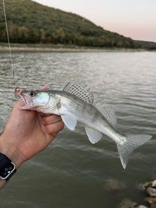 Zander