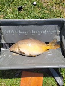 Mirror Carp
