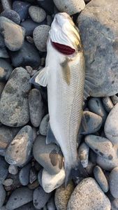 European Bass (Seabass)