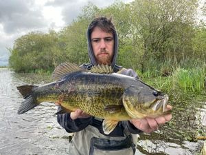 Largemouth Bass