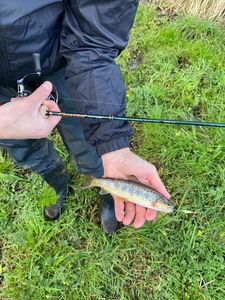 Brown Trout