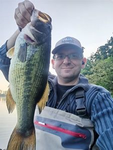Largemouth Bass