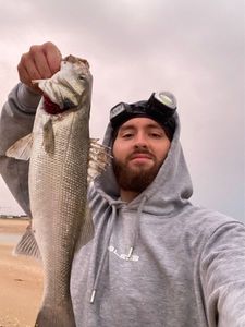 European Bass (Seabass)