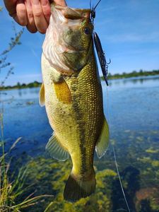 Largemouth Bass