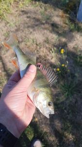 European Perch