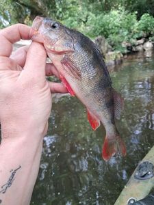 European Perch