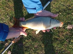 Common Carp