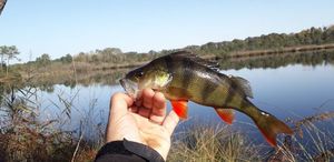 European Perch